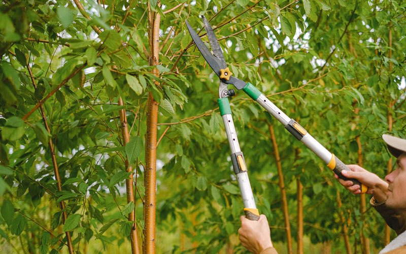 Tree trimming in Prophetstown, IL